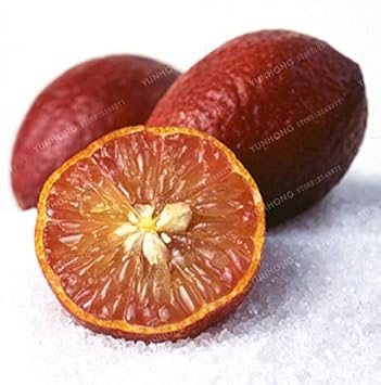 Red lemon Citrus limon seeds for fruit garden